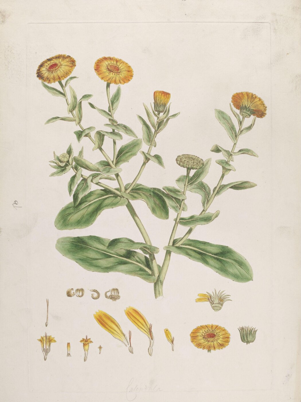 John Miller, Print