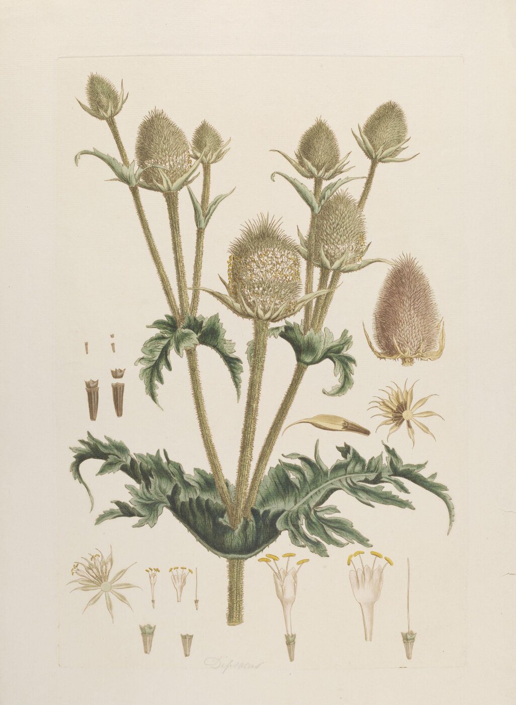 John Miller, Print