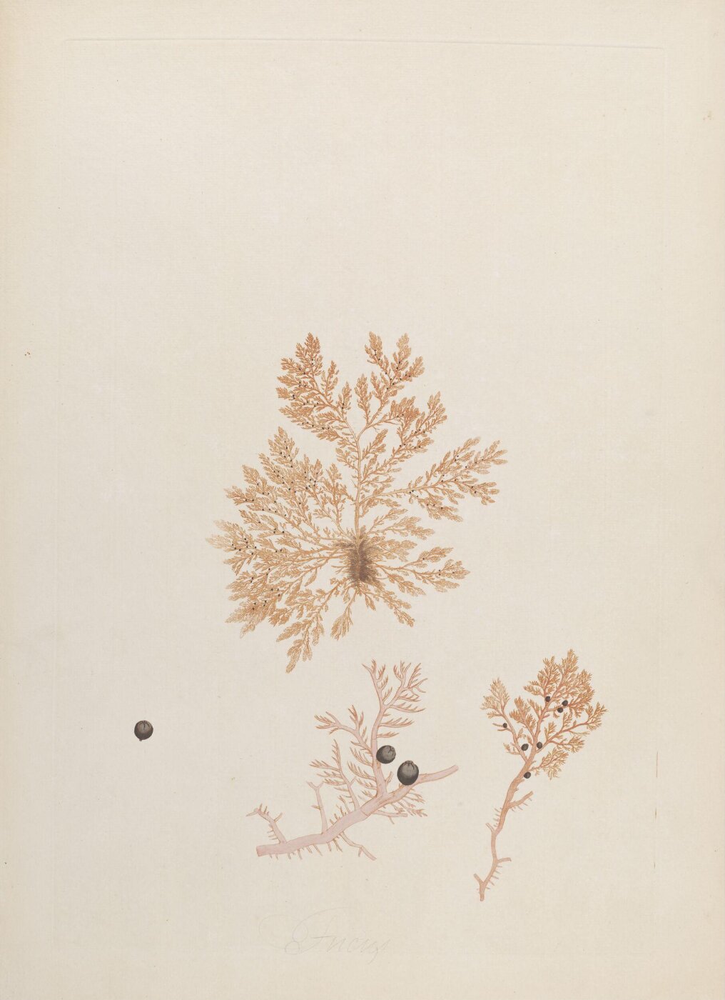 John Miller, Print