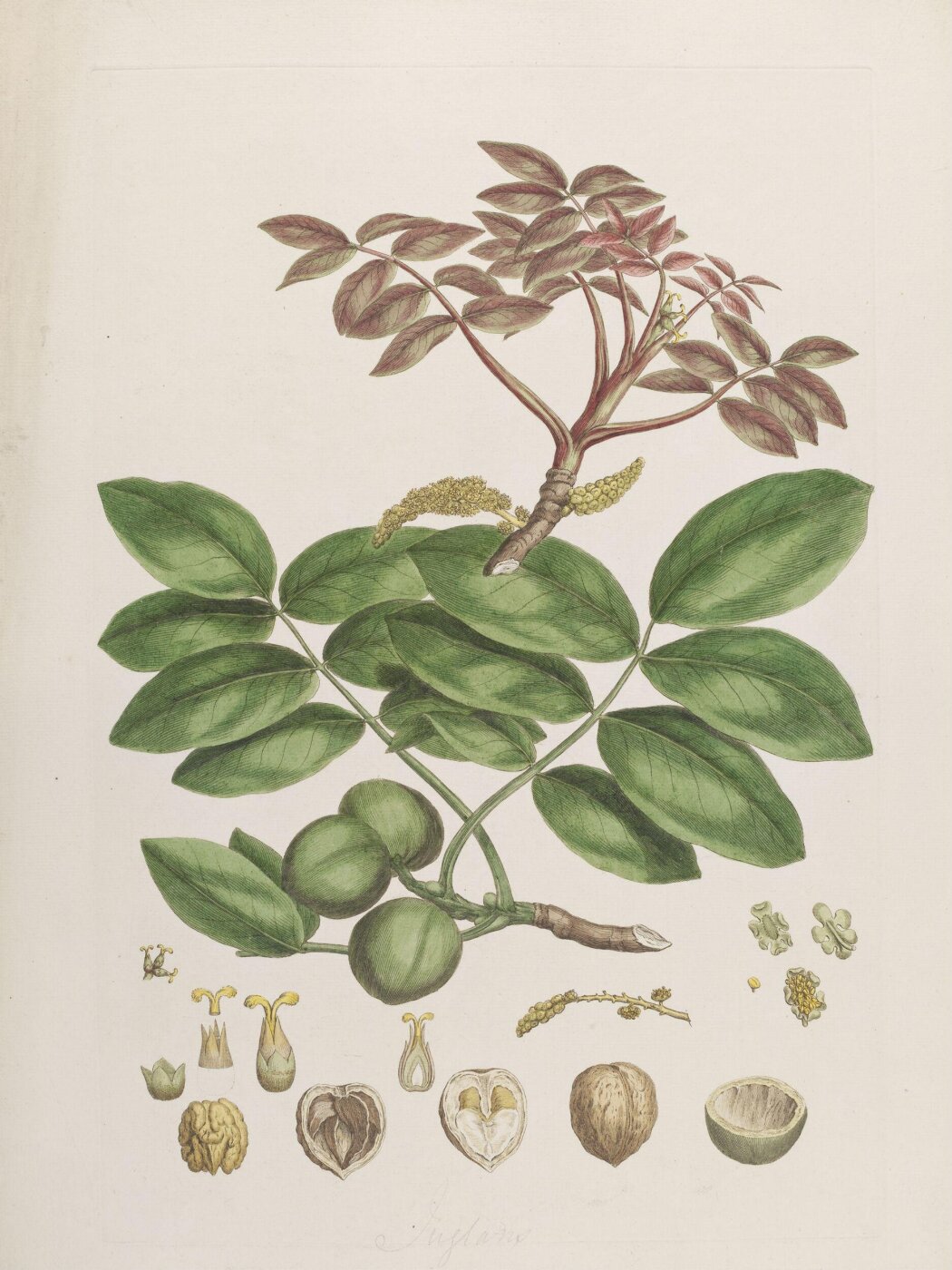 John Miller, Print
