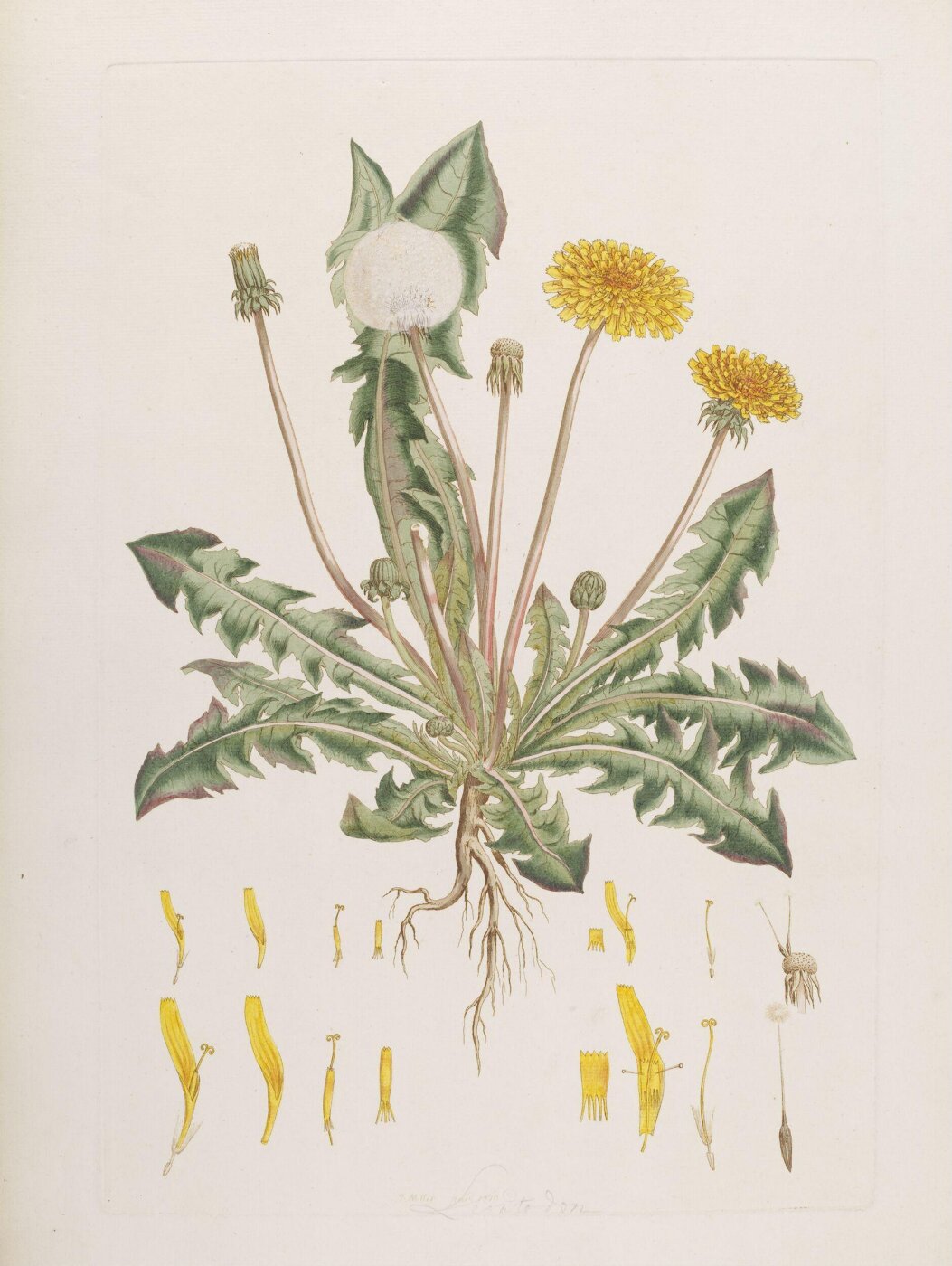 John Miller, Print
