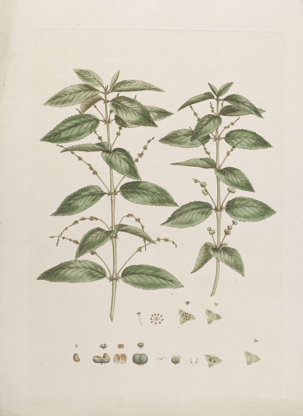 John Miller, Print