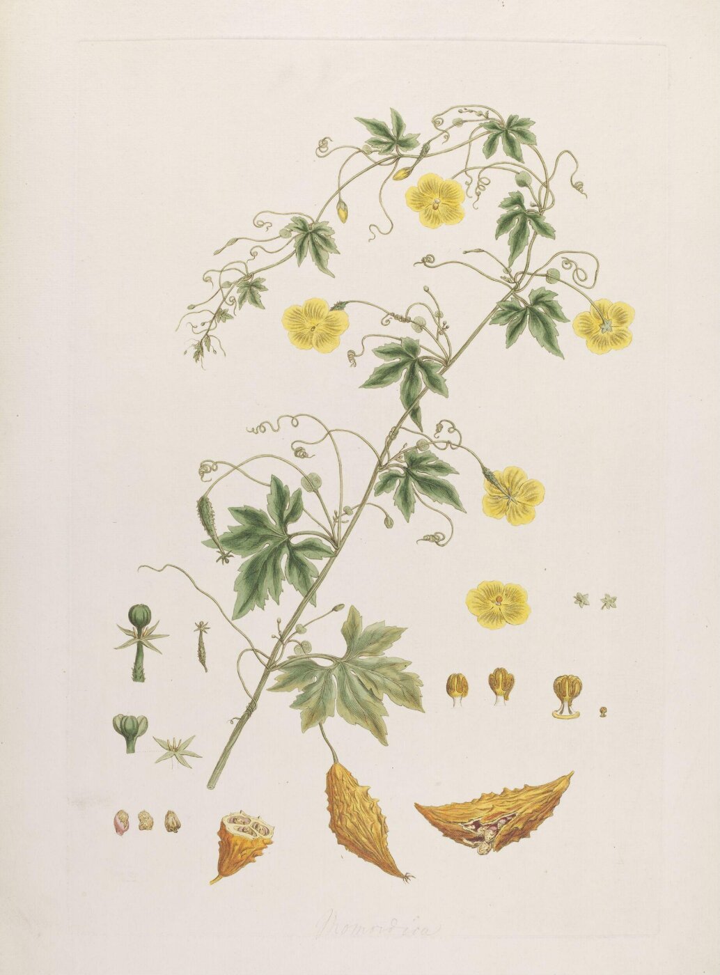 John Miller, Print