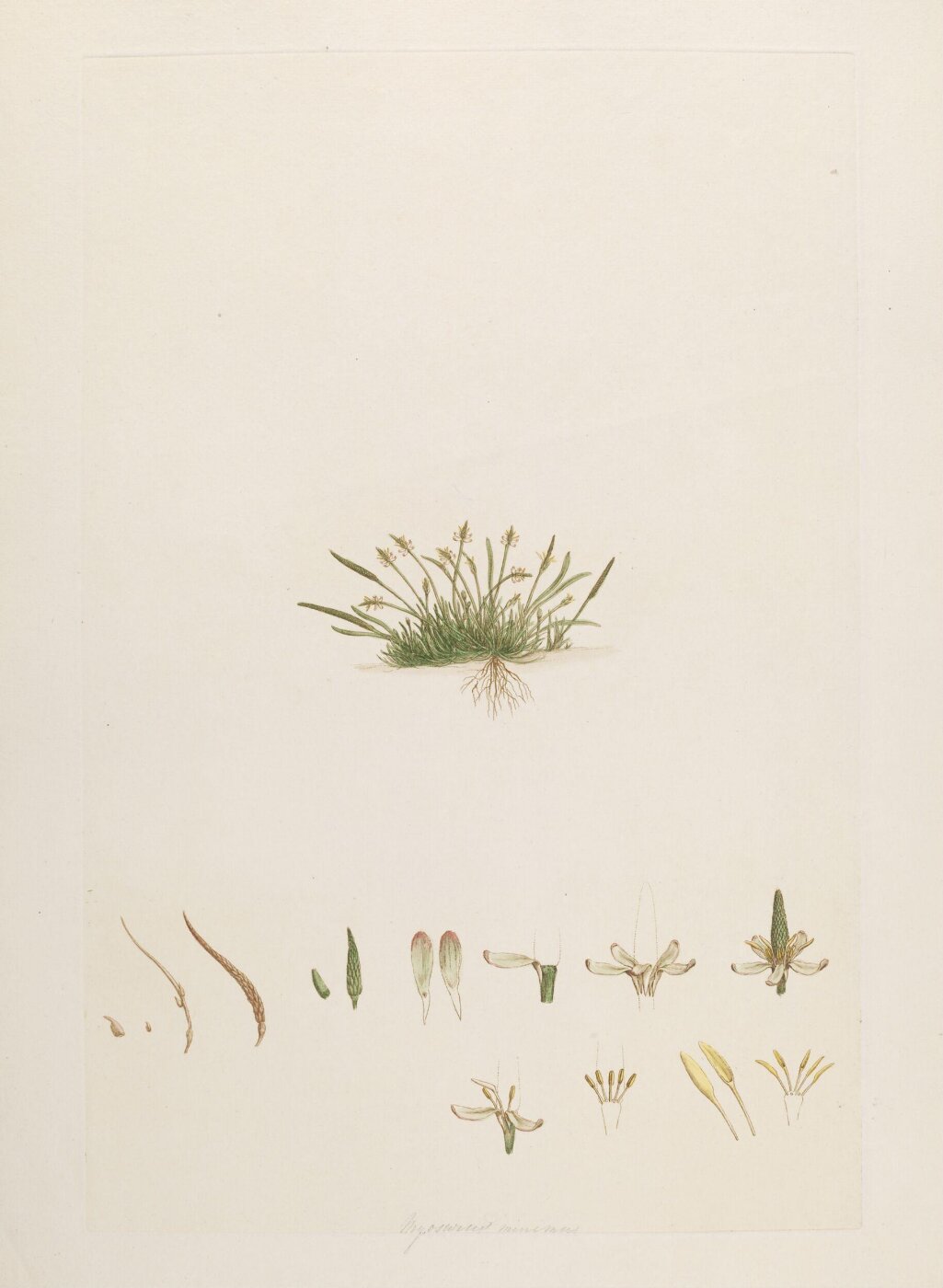 John Miller, Print