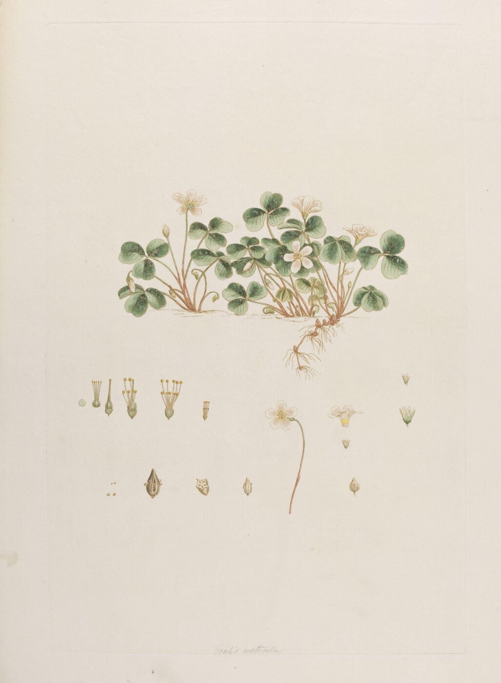 John Miller, Print