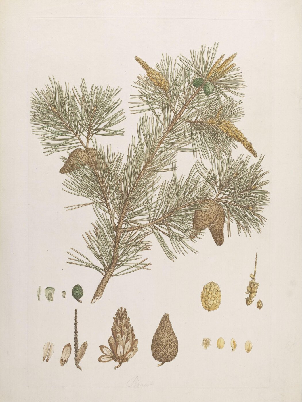 John Miller, Print