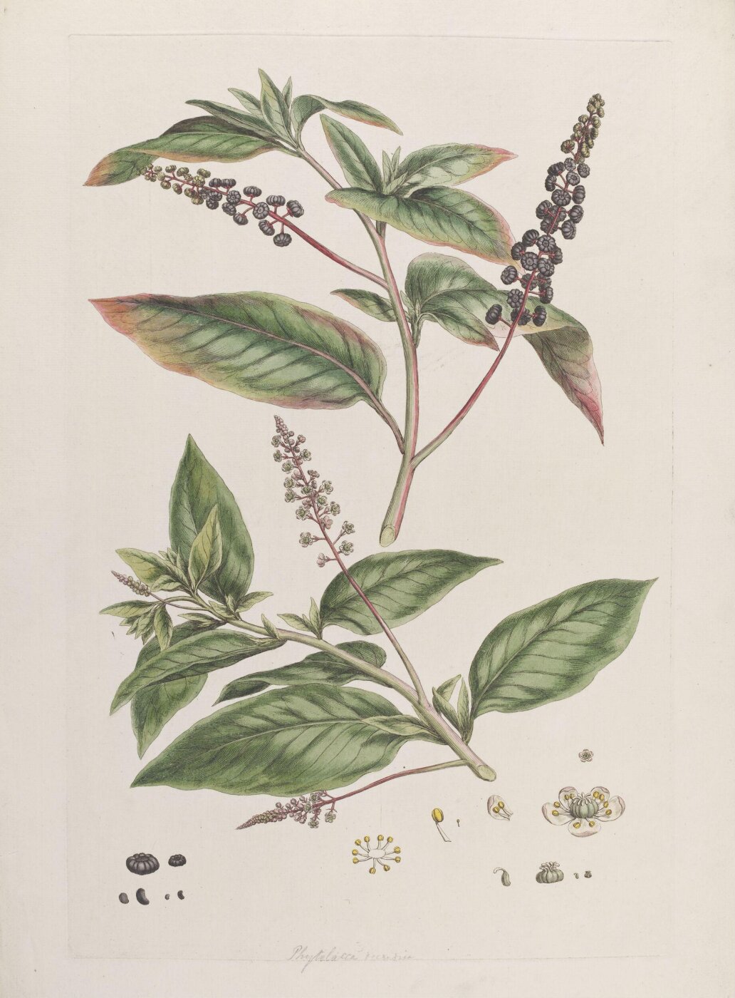 John Miller, Print