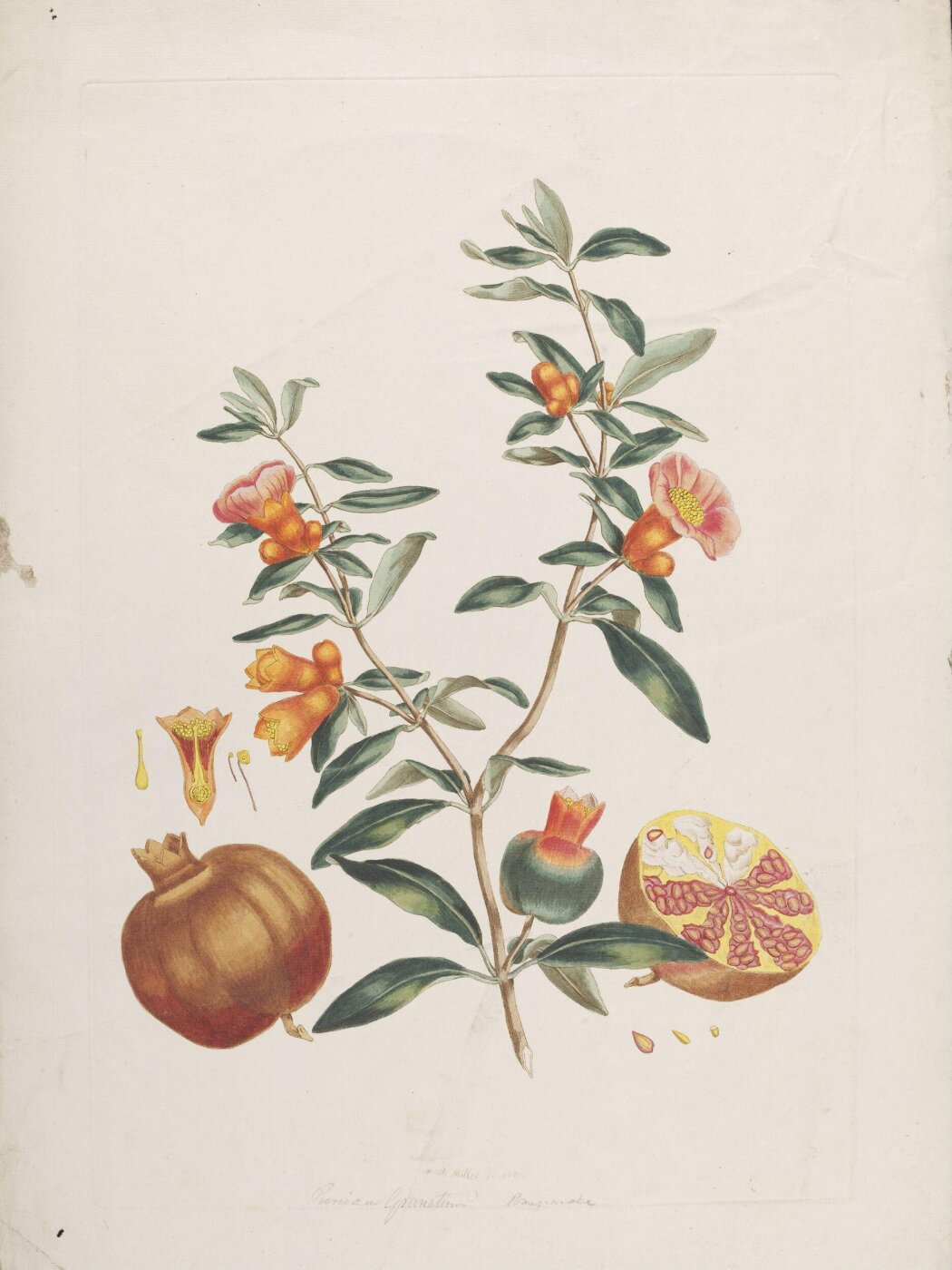 John Miller, Print