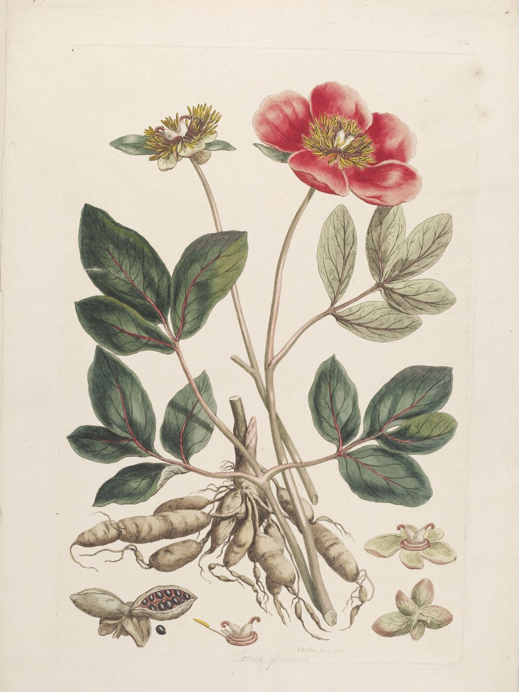 John Miller, Print