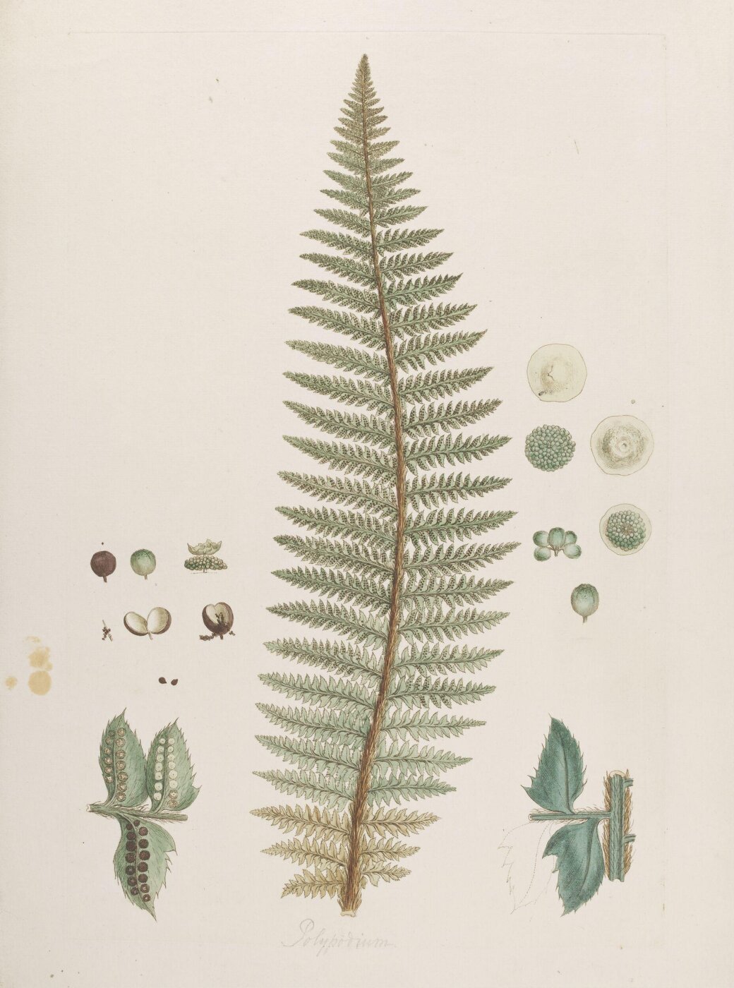 John Miller, Print