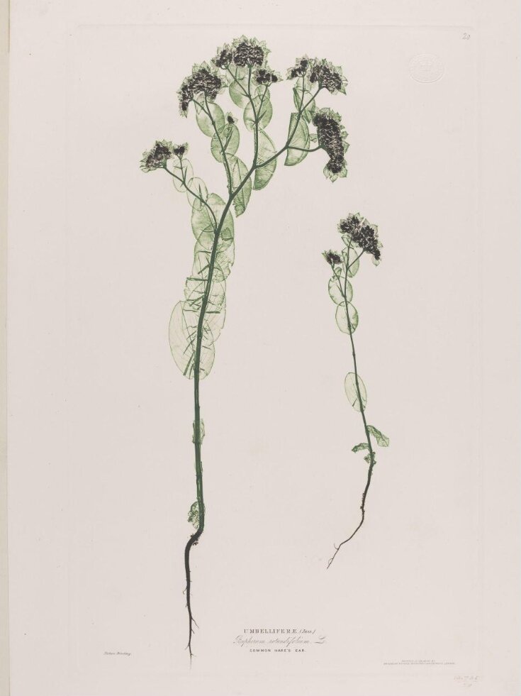 Umbelliferae (Buphorum rotundifolium, Lo.) image