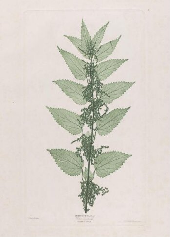 Great Nettle