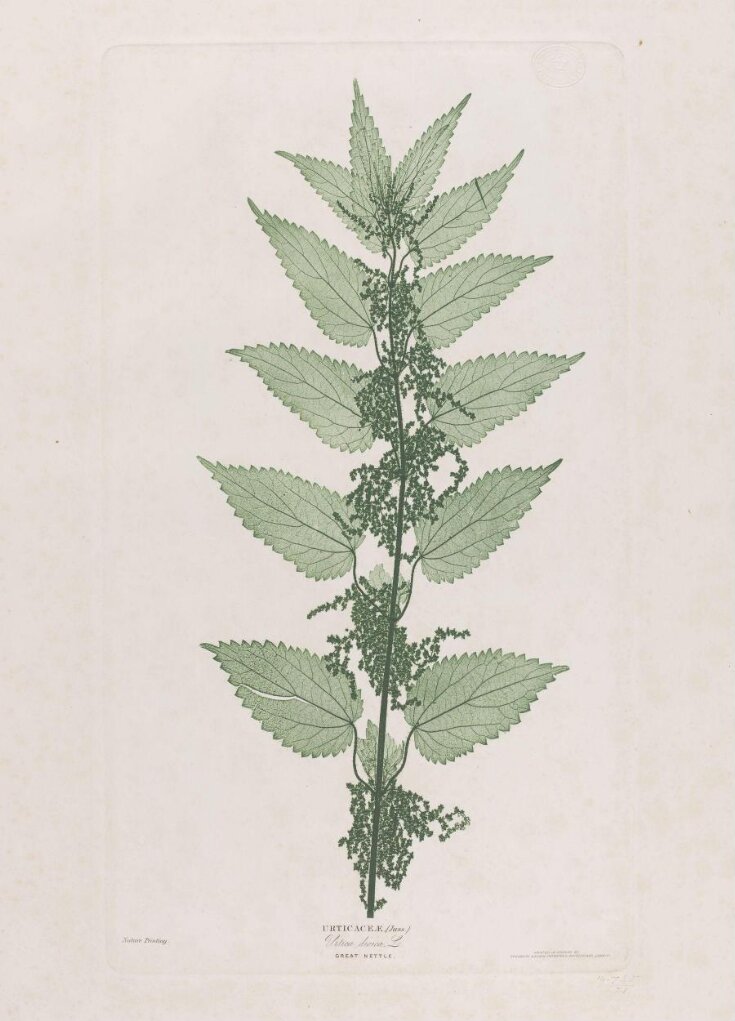 Great Nettle top image