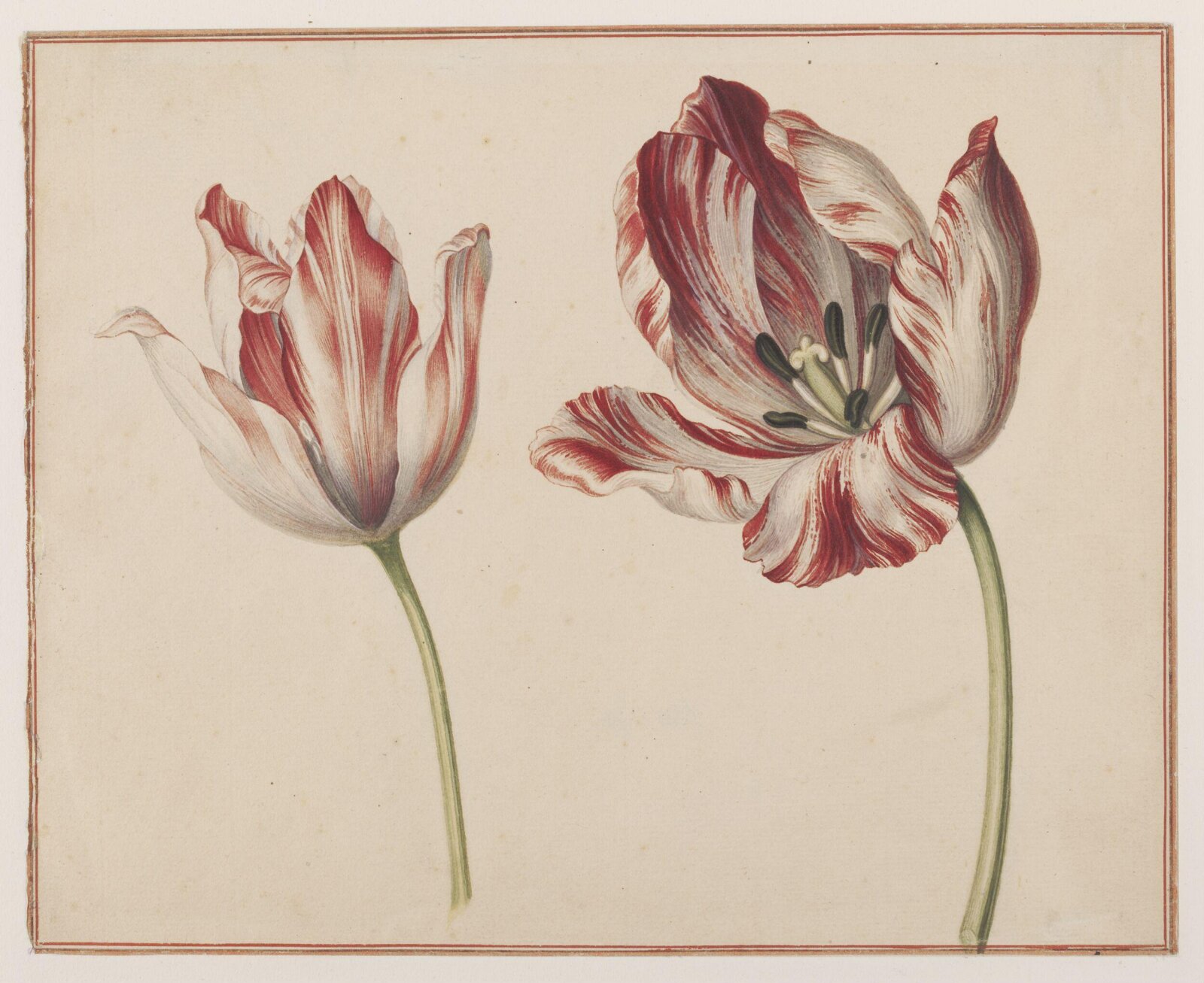 Two Tulips, c.1770 - 1830