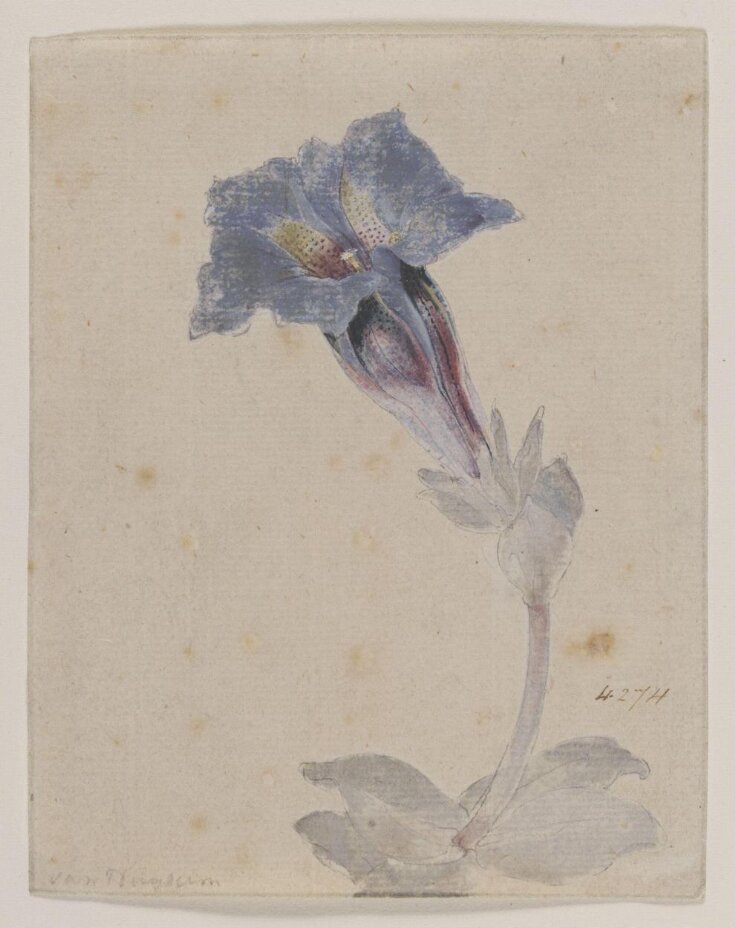 Study of a Marsh Gentian (Gentiana pneumonanthe) top image