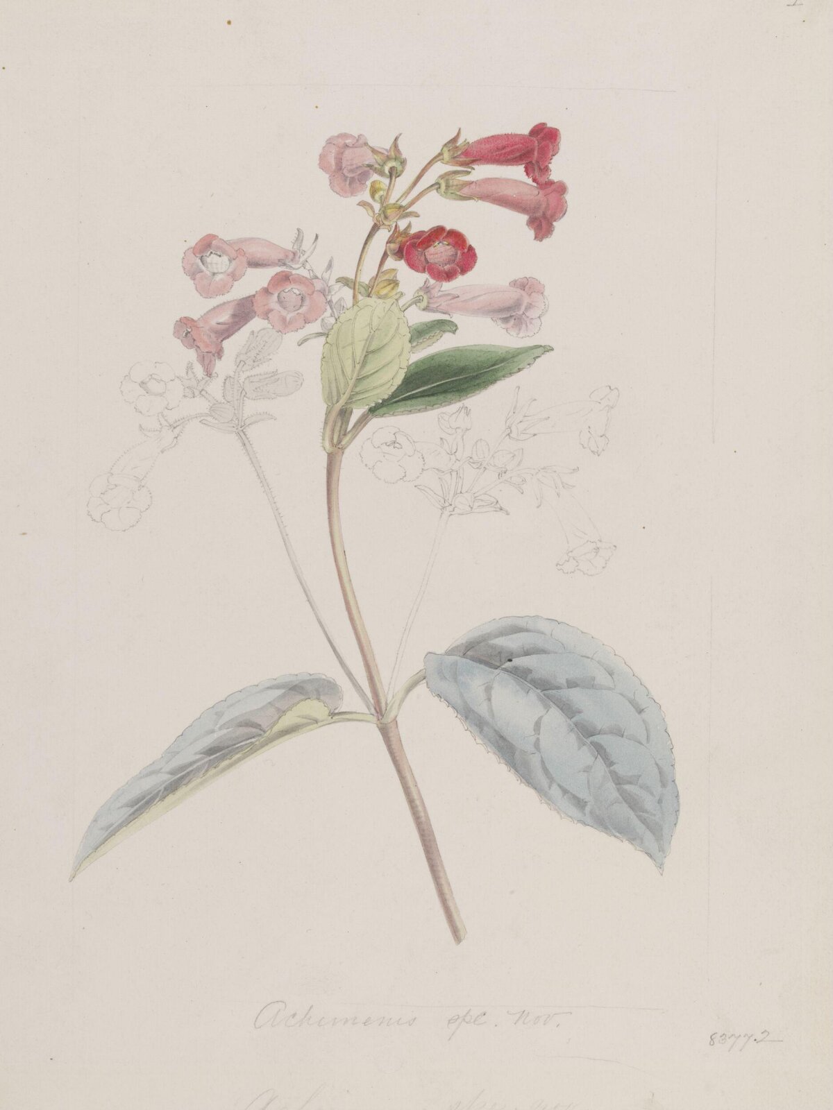 Achimenis [sic] sp., Samuel Holden, вероятно, 1830-е