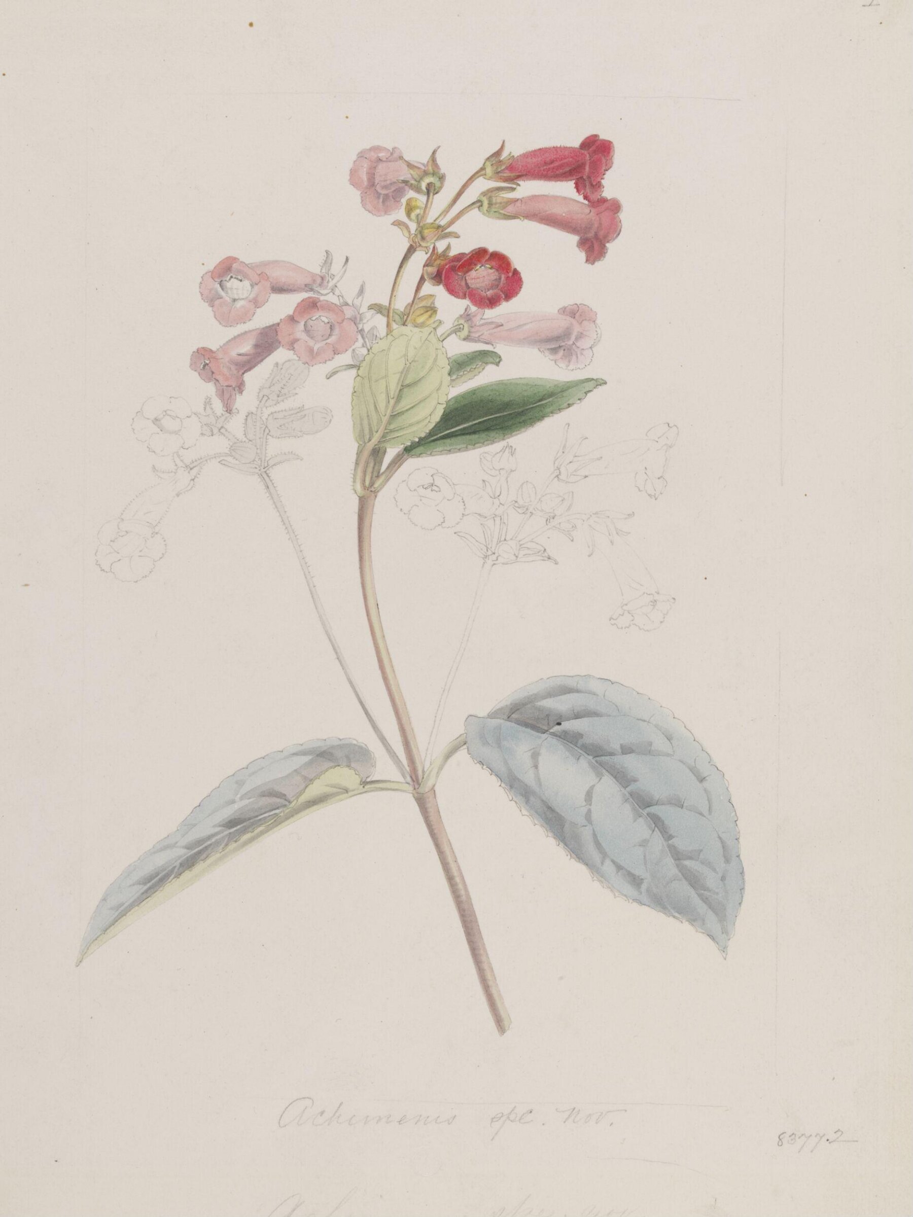 Achimenis [sic] sp., Samuel Holden, probably 1830s