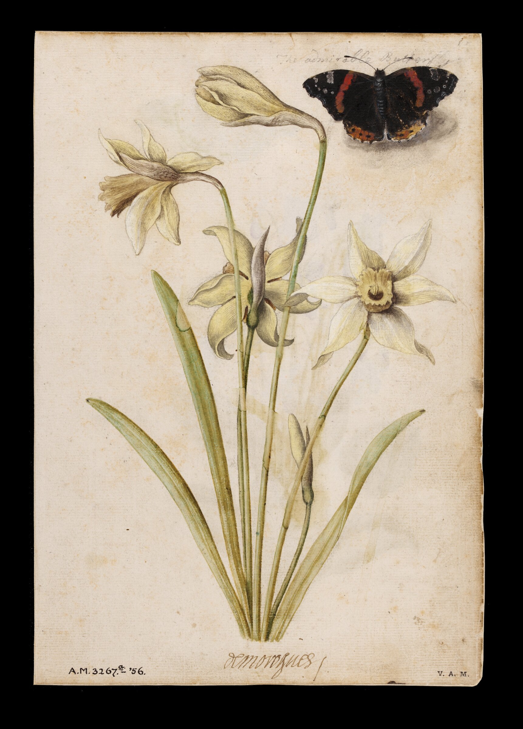 Daffodils and red admiral butterfly; Violets and red admiral butterfly, Jacques Le Moyne de Morgues, ca.1560-1575