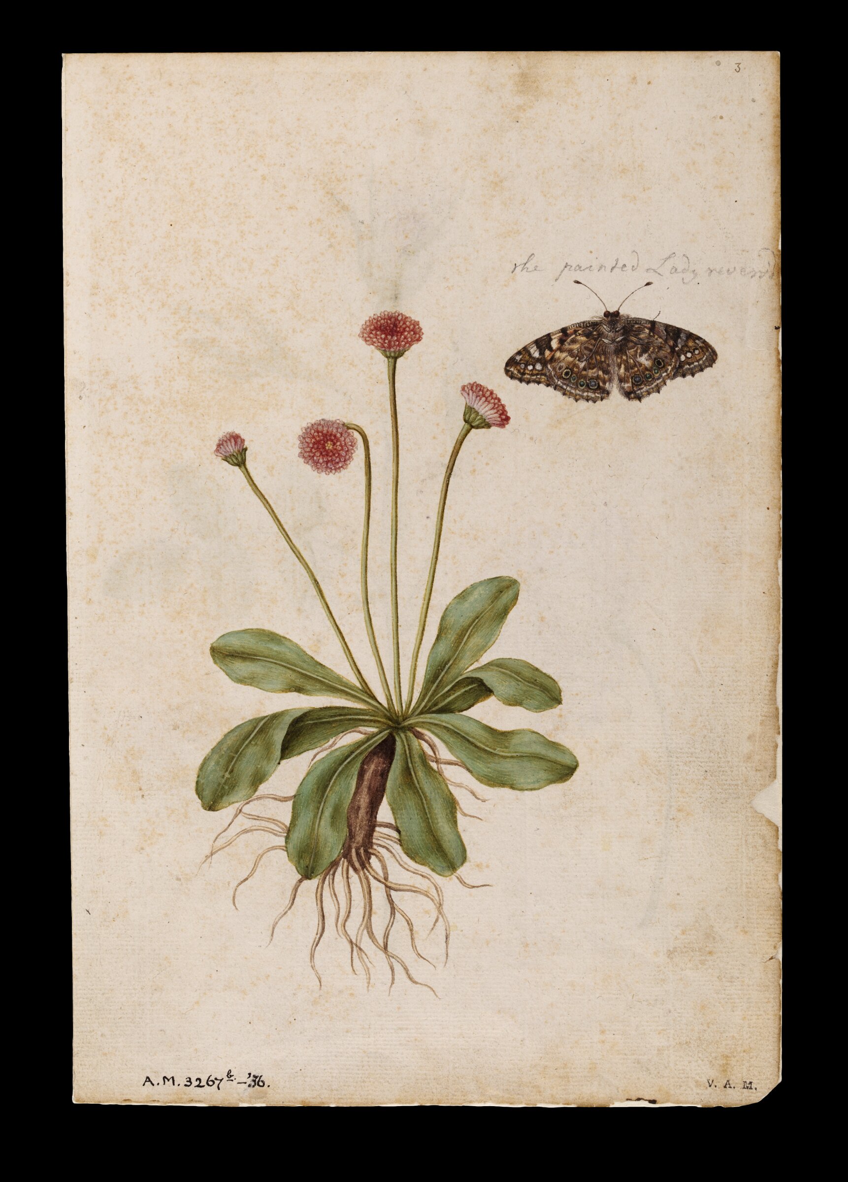 Daisies and lady butterfly; Roses, Jacques Le Moyne de Morgues, ca.1560-1575