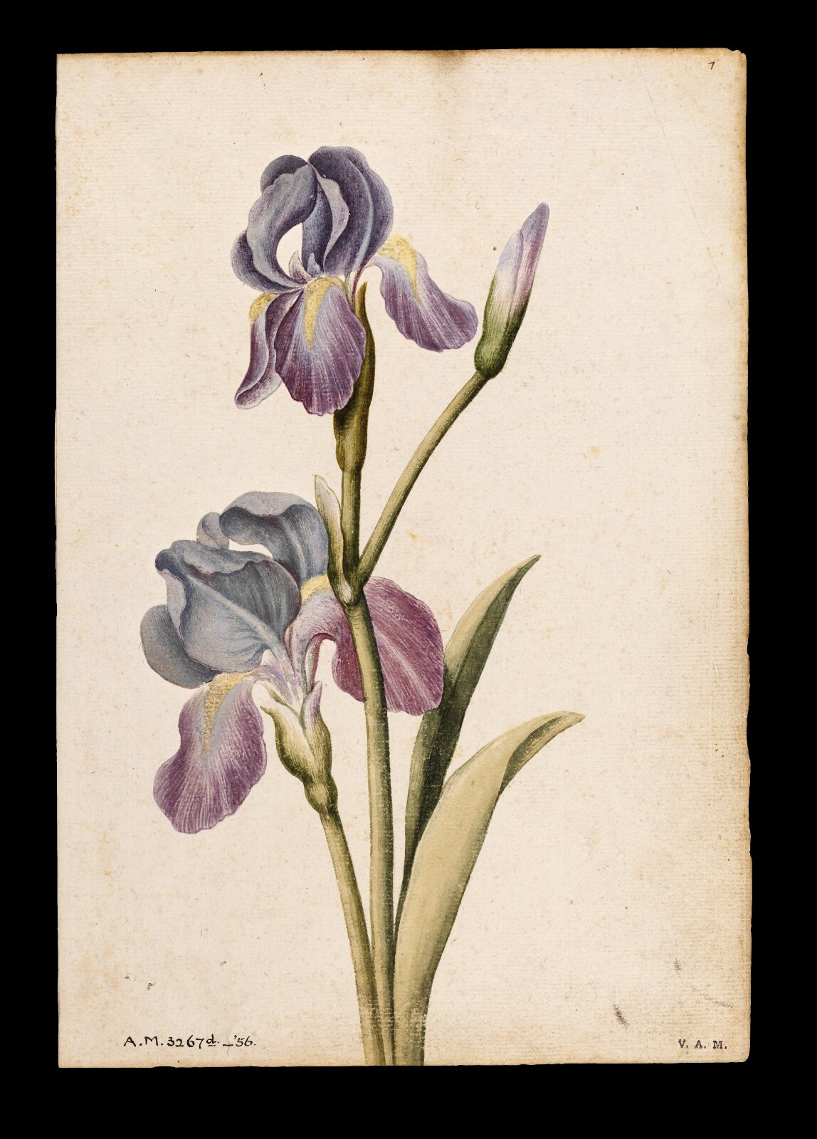 Iris, Jacques Le Moyne de Morgues, ca.1560-1575