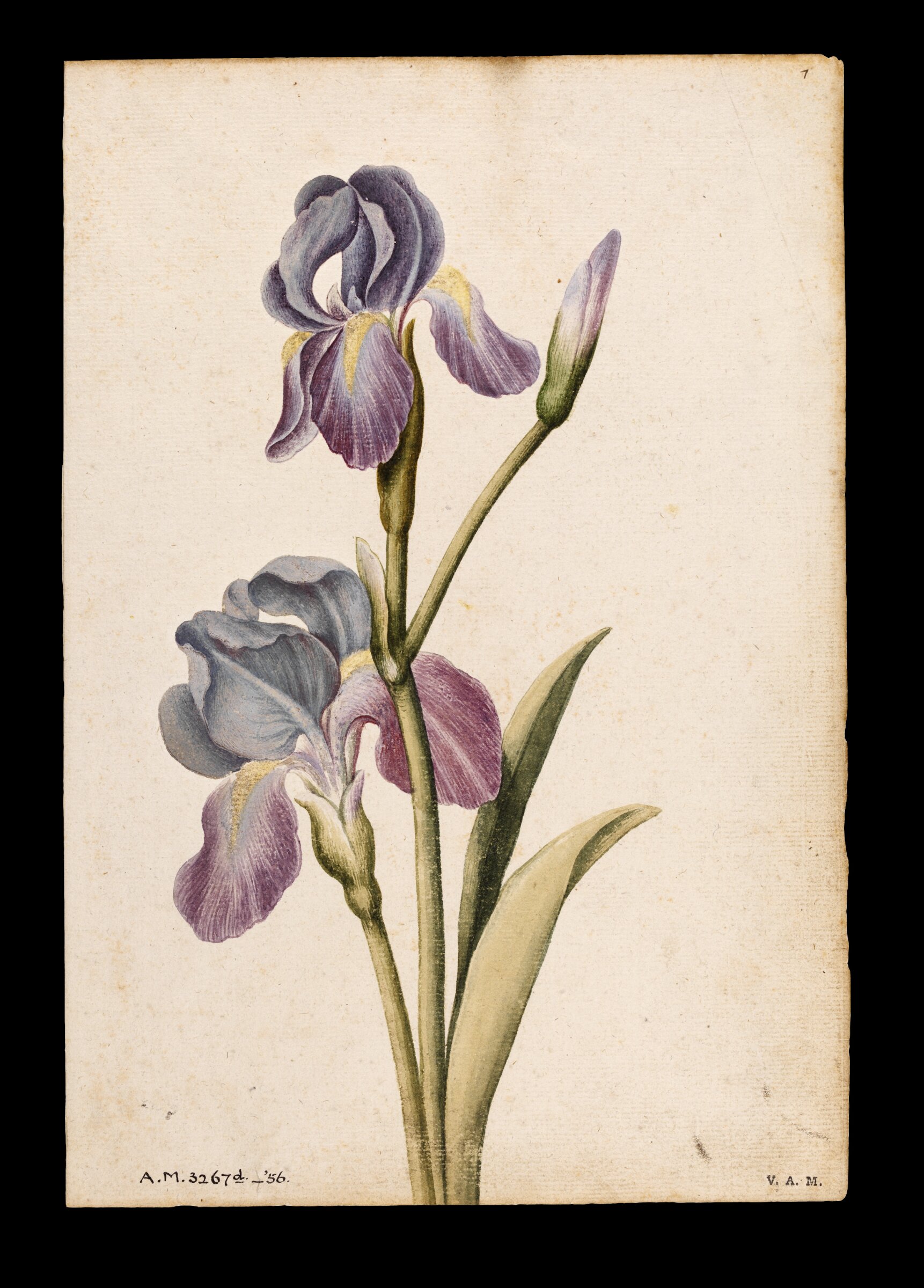 Iris, Jacques Le Moyne de Morgues, ca.1560-1575