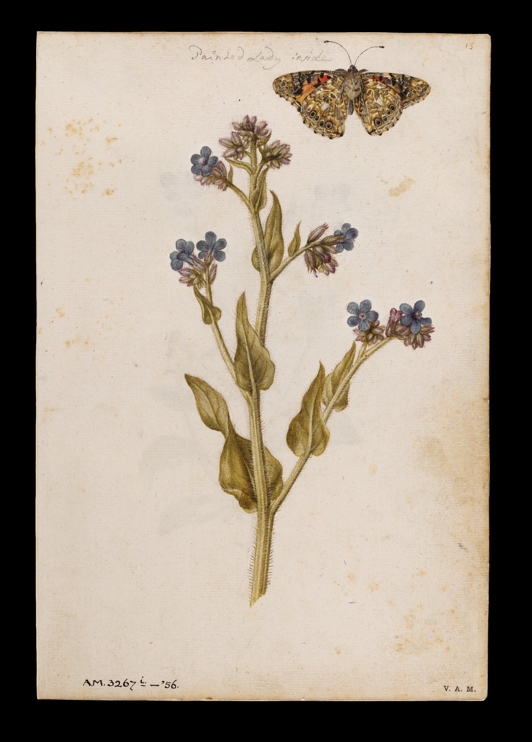 Bugloss and painted lady butterfly; Heartsease or wild pansy, Jacques Le Moyne de Morgues, ca.1560-1575