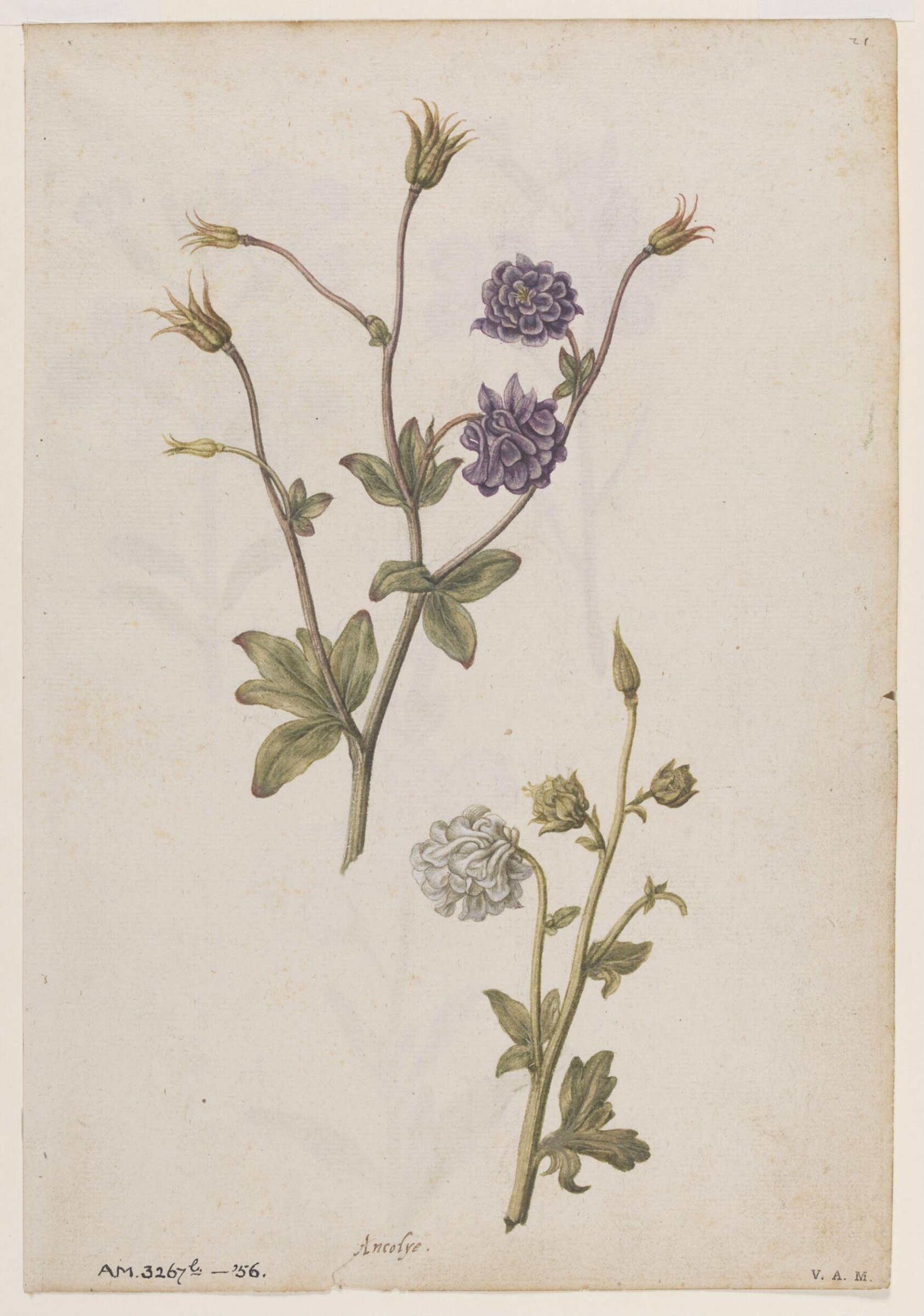 Columbine; Gilliflower, Jacques Le Moyne de Morgues, ca.1560-1575