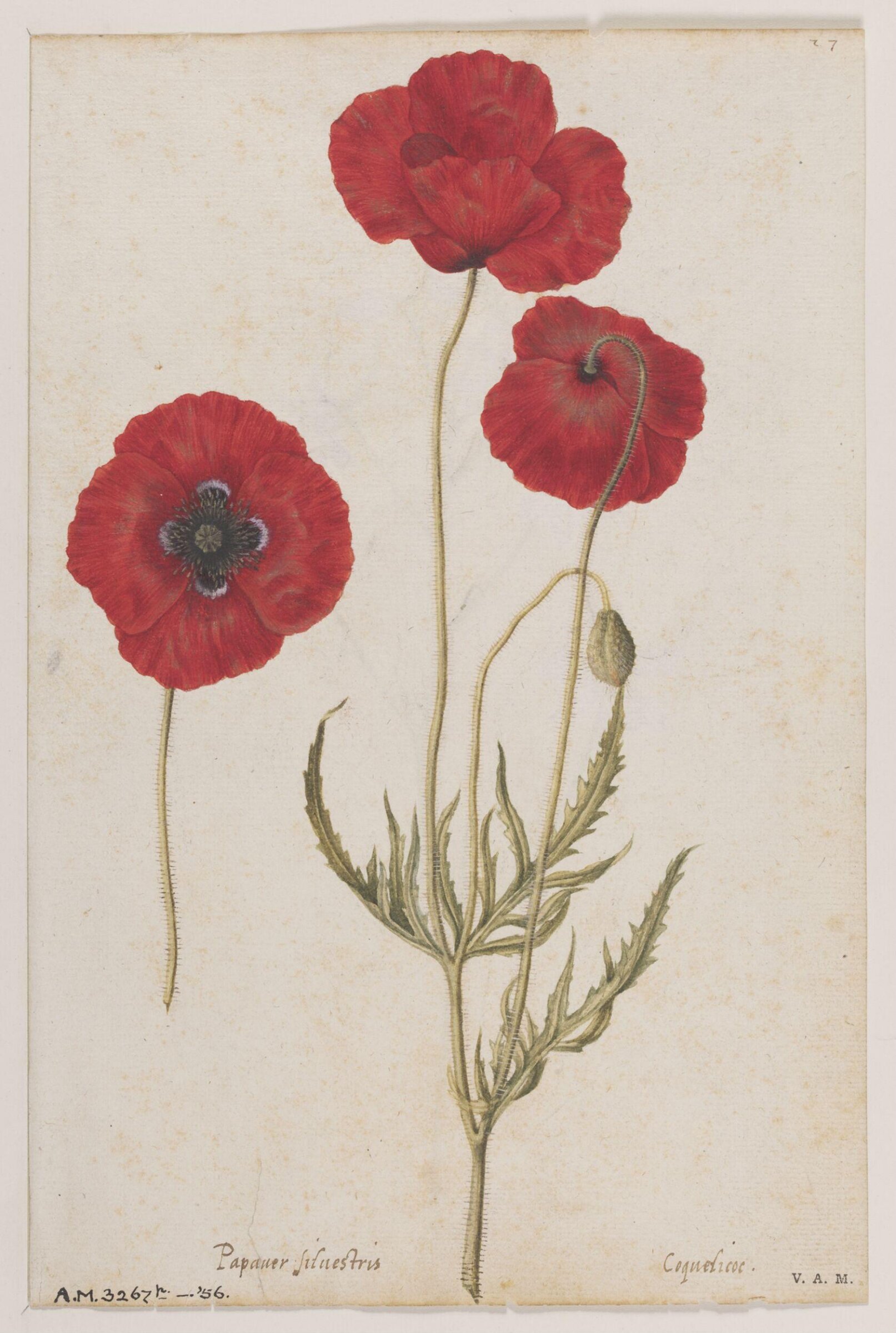 Corn poppies; larkspur, Jacques Le Moyne de Morgues, ca.1560-1575