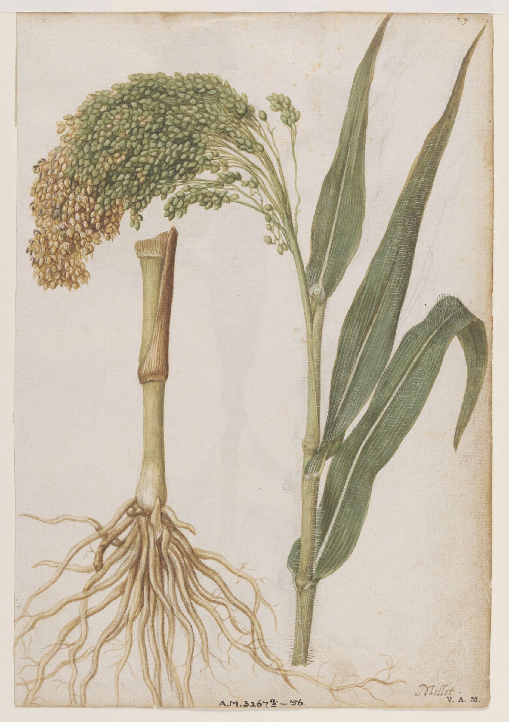 Millet; Water chestnut, Jacques Le Moyne de Morgues, ca.1560-1575