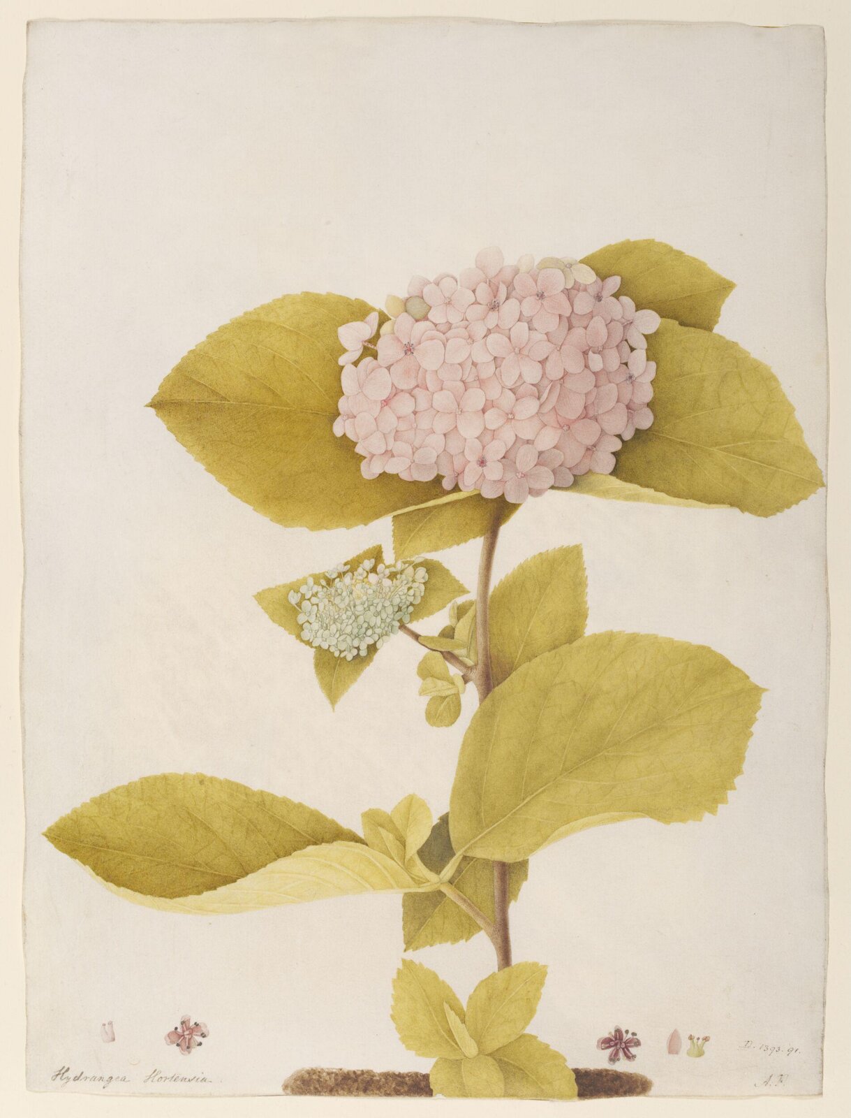 Hydrangea hortensia, A. Power, late 18th century - early 19th century