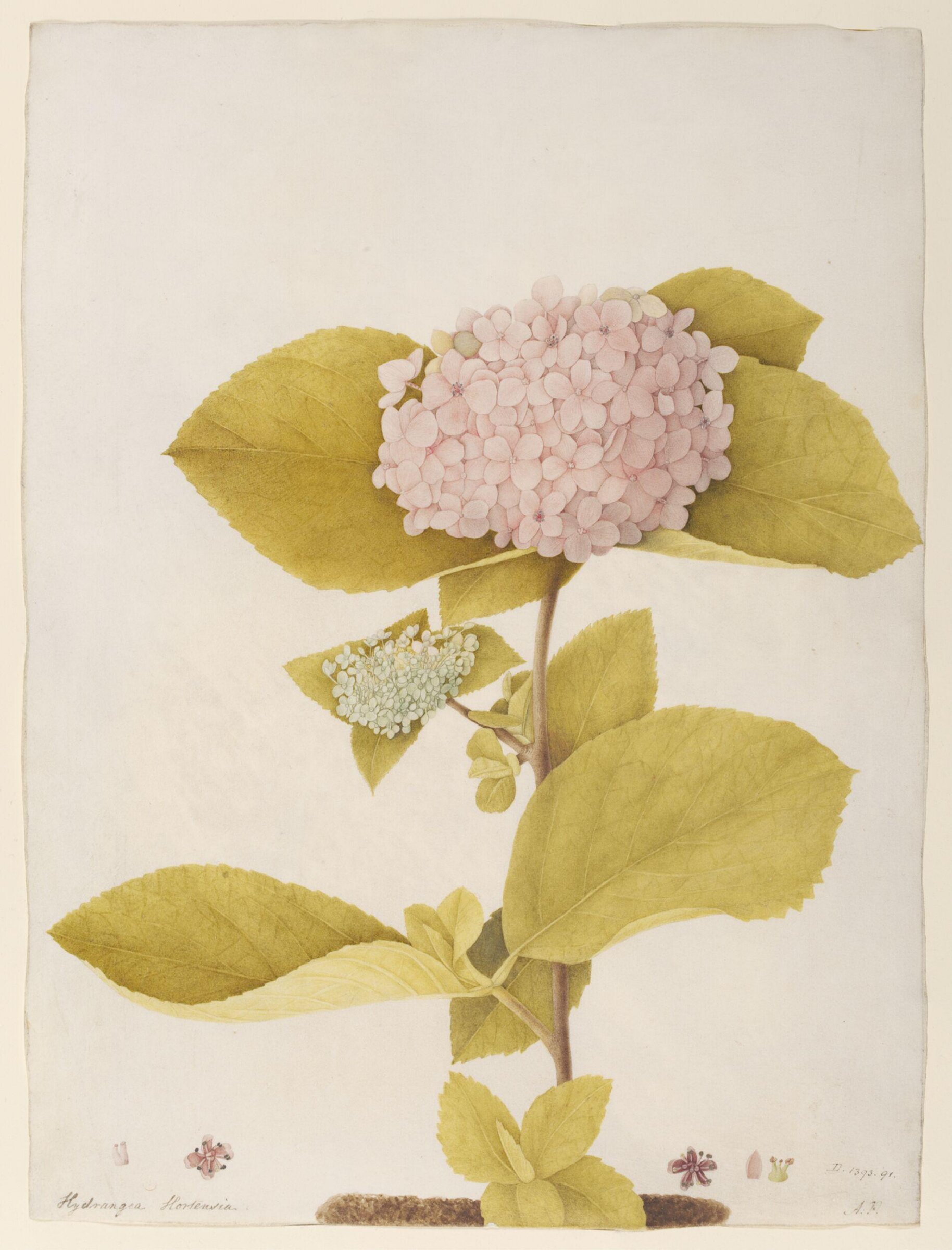 Hydrangea hortensia, A. Power, late 18th century - early 19th century