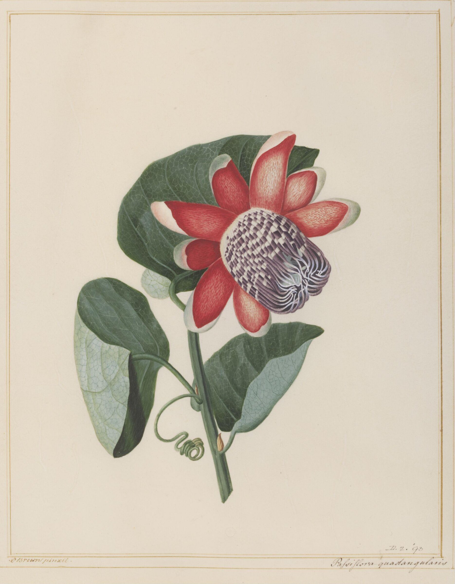 Passion flower, Peter Brown, ca. 1758-99