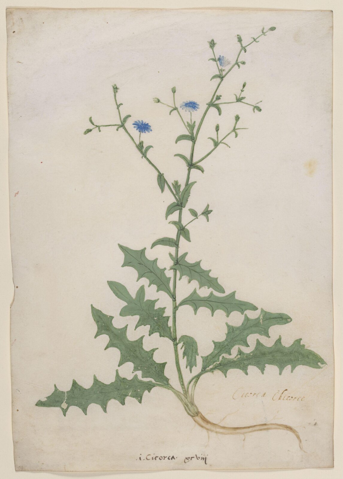 drawing, c 1475 - 1525