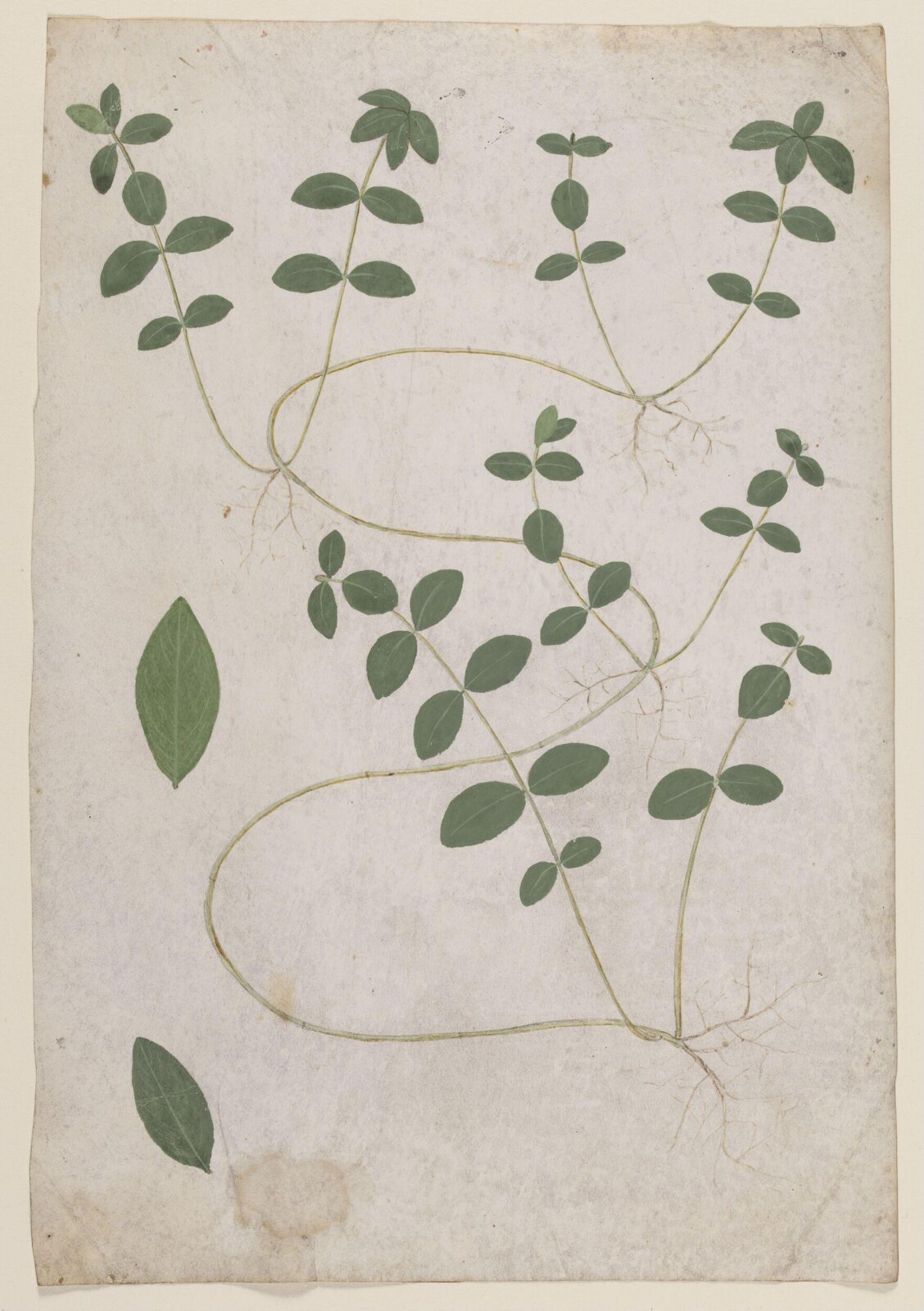 drawing, c.1475-1525