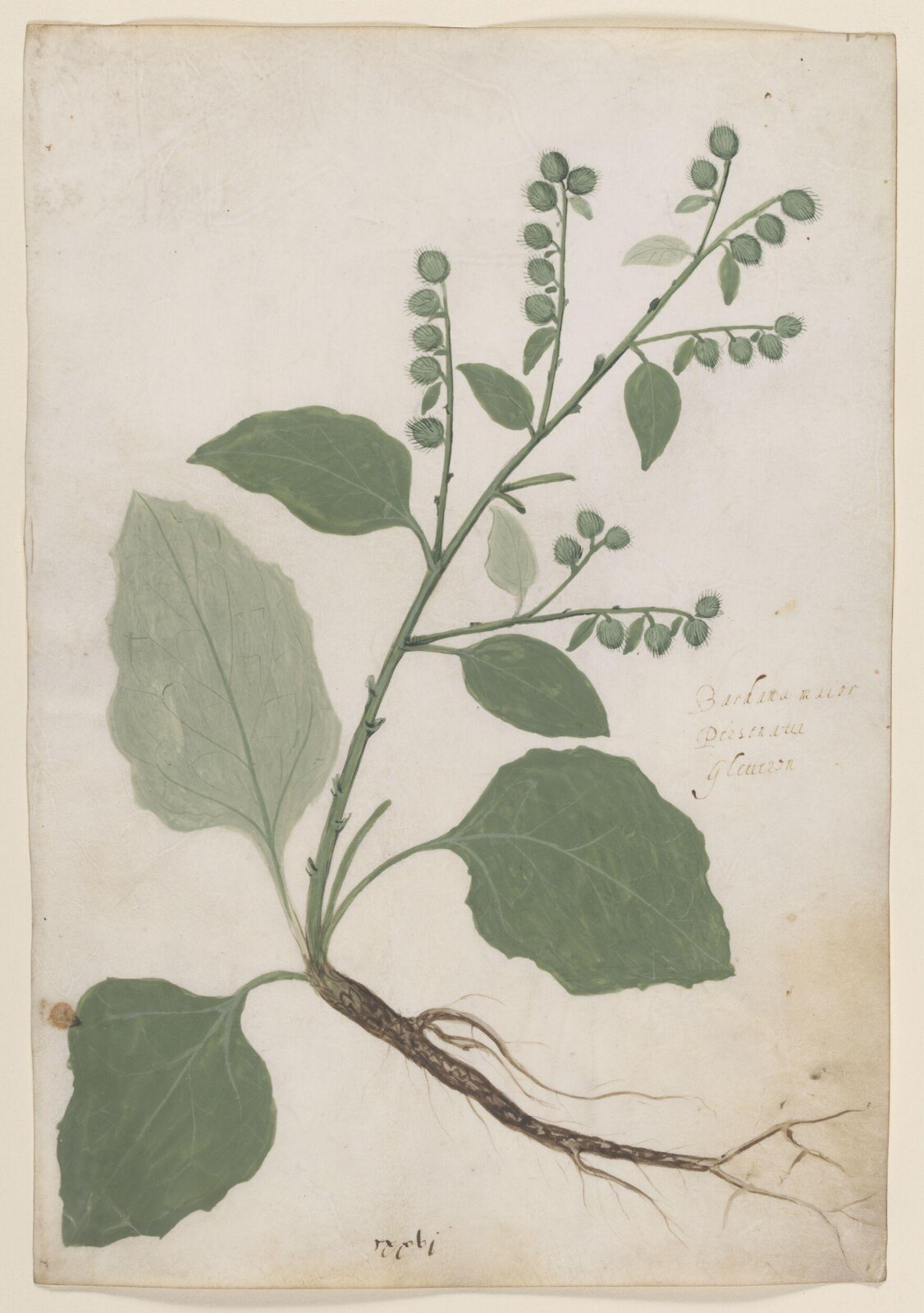 drawing, c.1475-1525