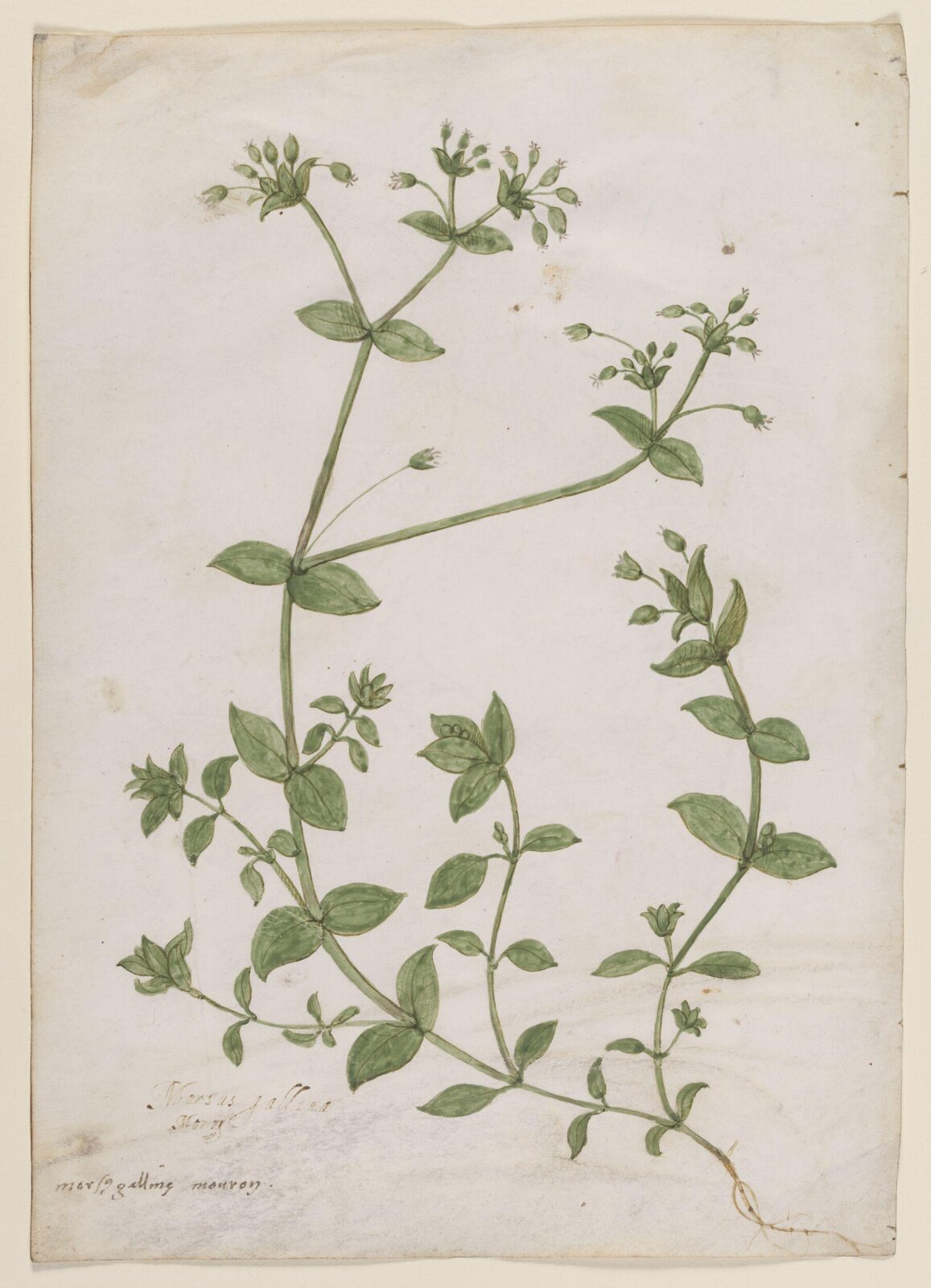 Drawing, c.1475-1525