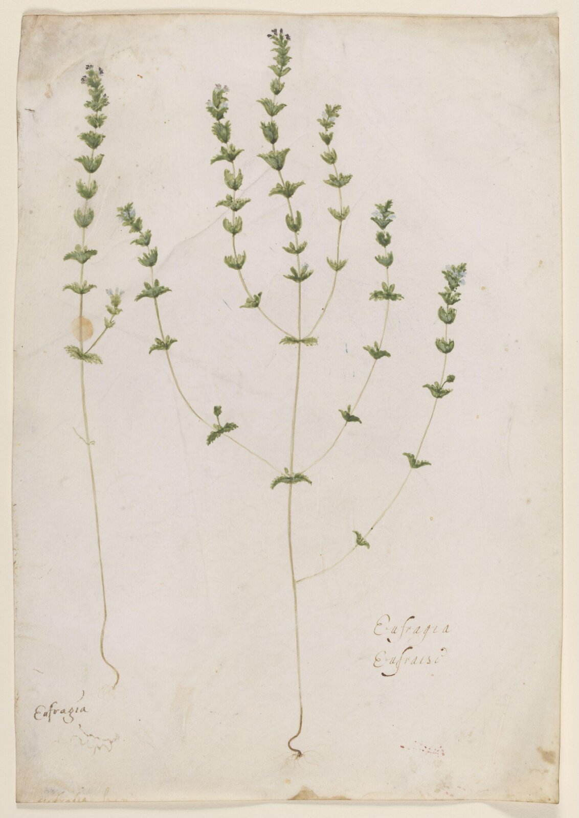 Textile design, c.1475-1525