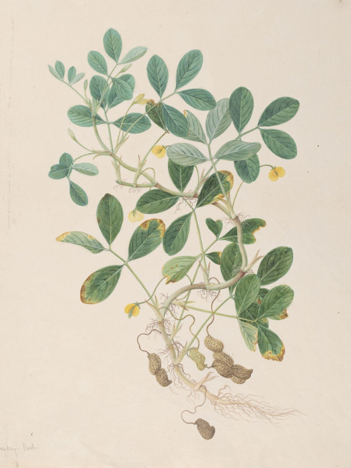Peanut, first quarter 19th century
