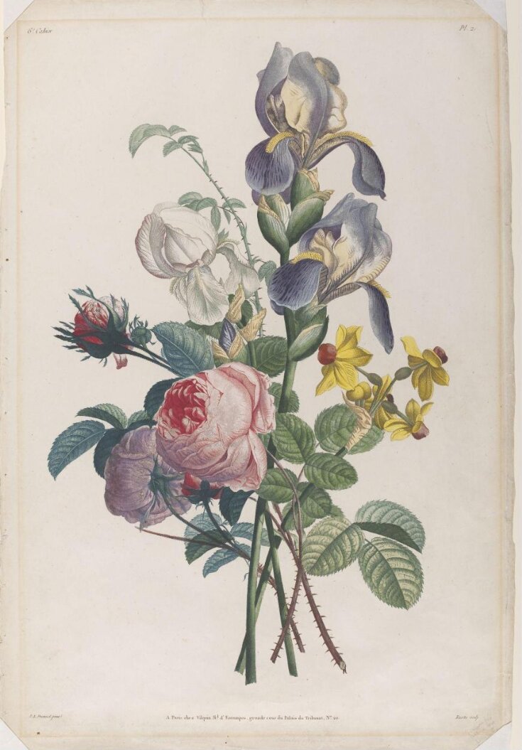 Collection des Fleurs et des Fruits, peints d'Après Nature, par Jean ...