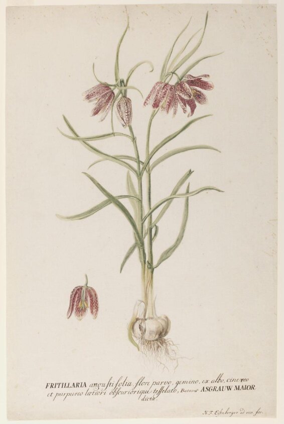 Snake's Head Fritillary (probably ca. 1750-1773) by Nikolaus Friedrich Eisenberger