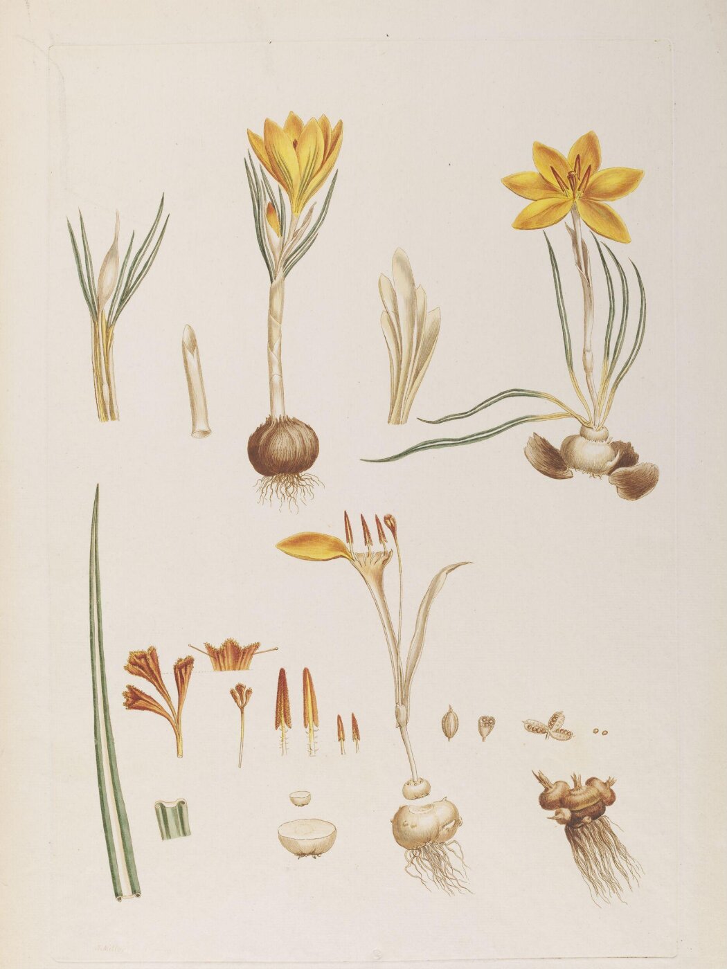 John Miller, Saffron crocus (Crocus sativus)