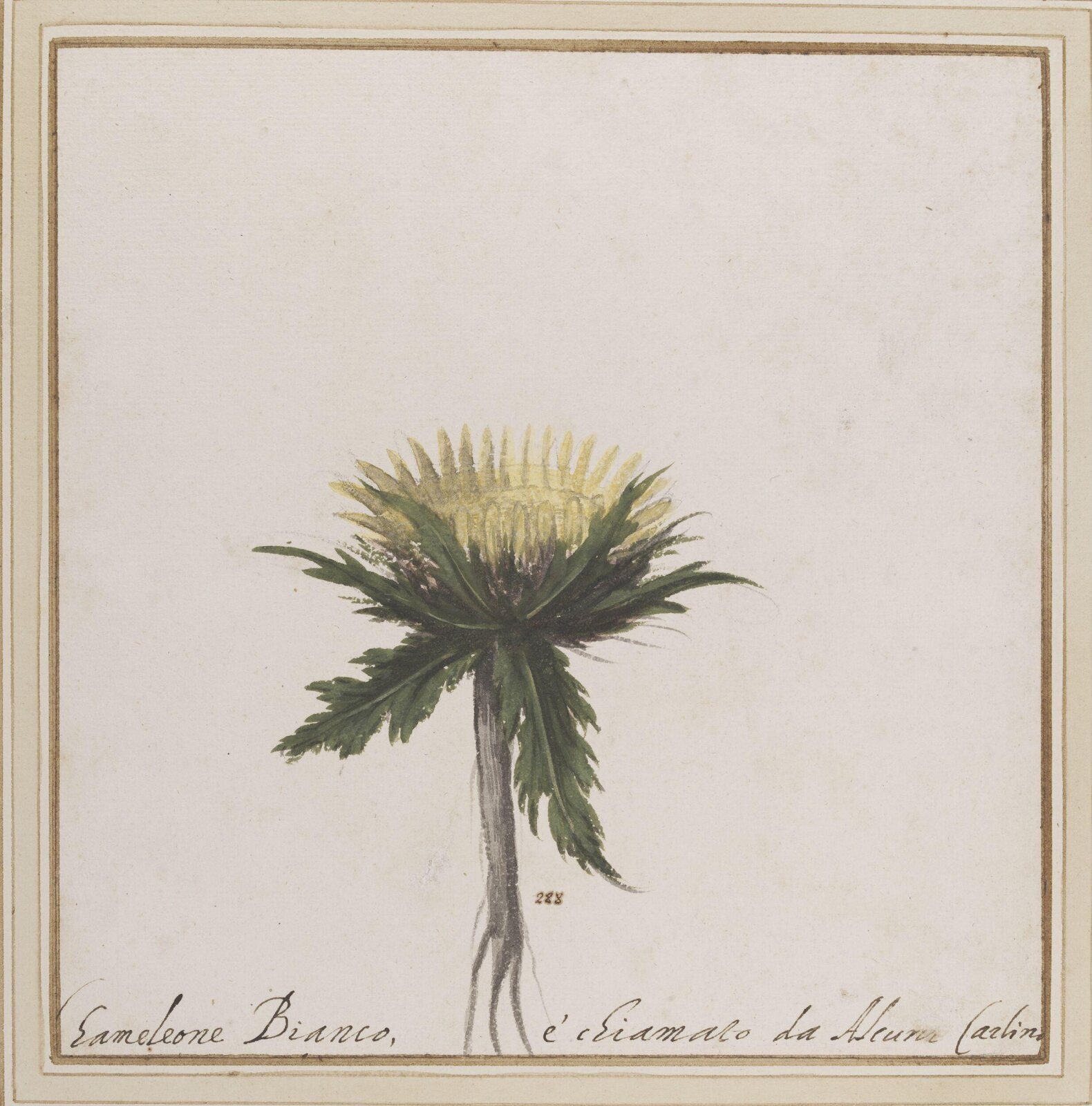 The Carline thistle, mid 17th century