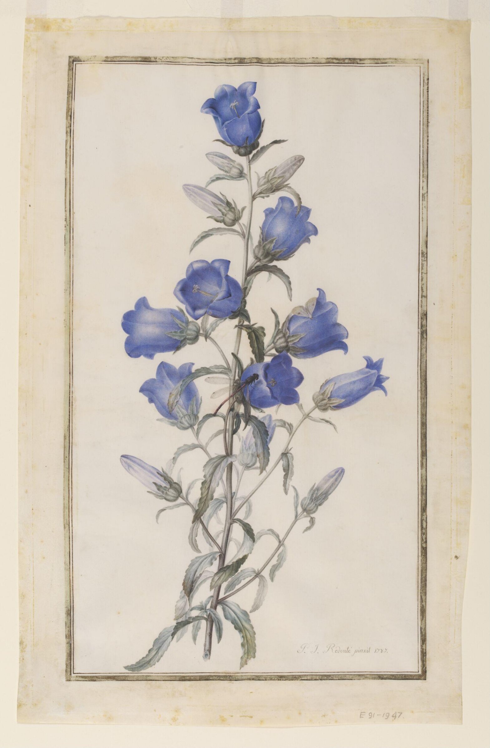 Canterbury Bells (Campanula medium), Пьер-Жозеф Редуте, 1787