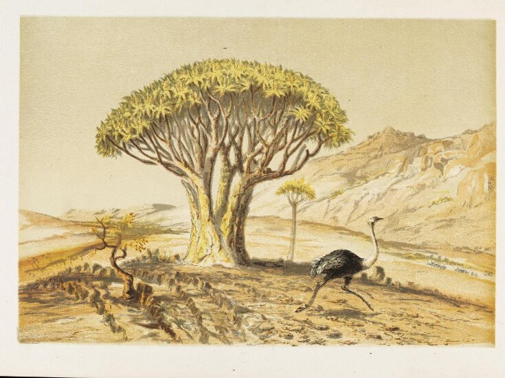 The  Great Tree-Aloe of Damara Land, S.W. Africa top image