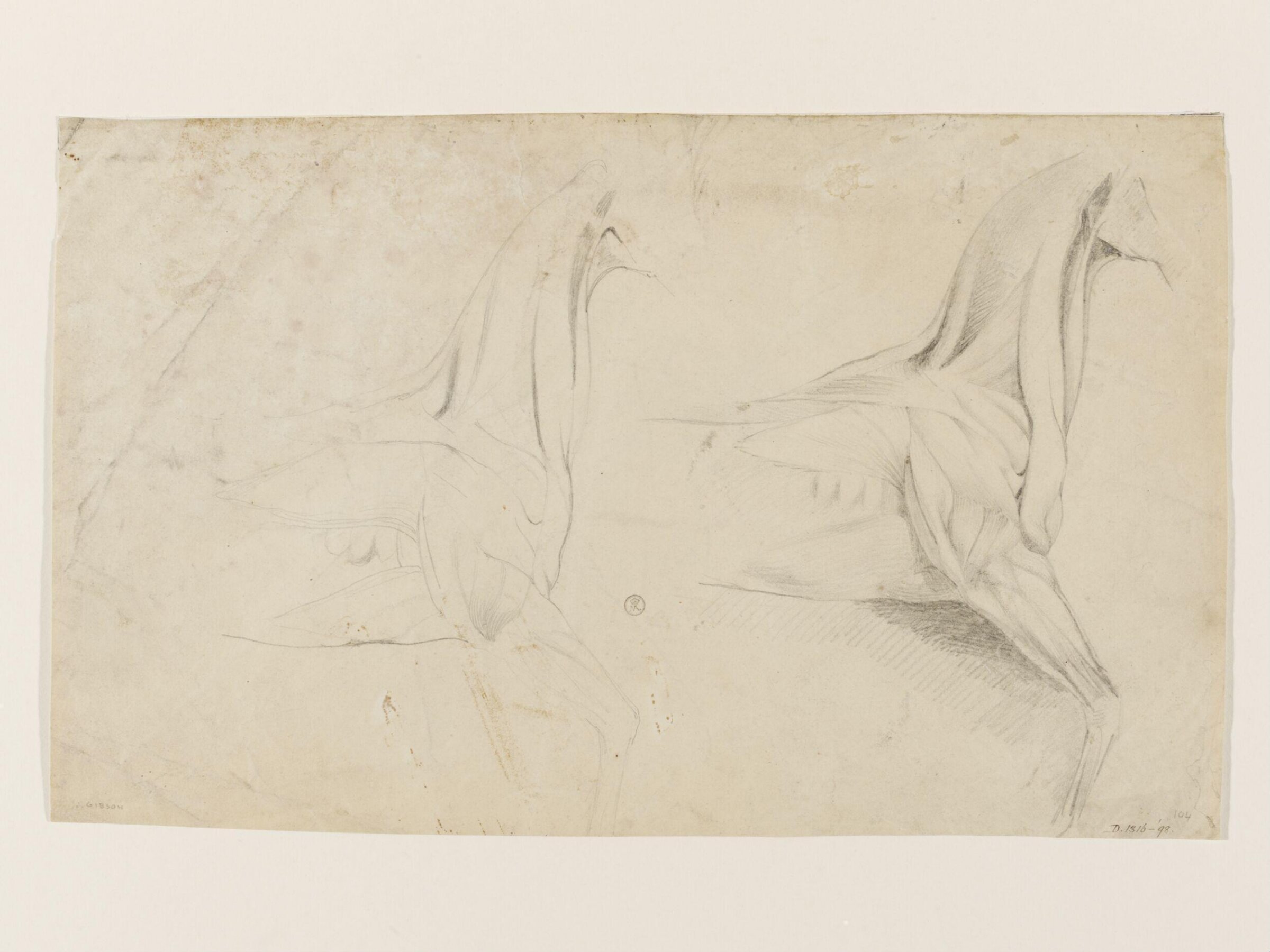 Ecorché study of a horse, John Gibson, ca. 1815
