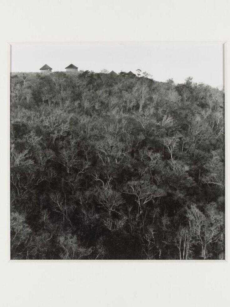 Forest and homestead near Coffee Bay, Transkei top image