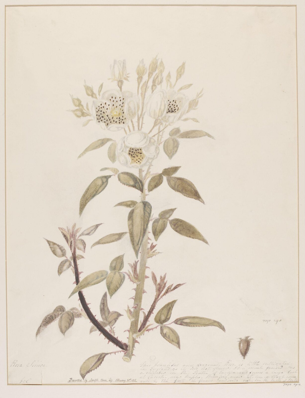 Drawing, ca. 1825