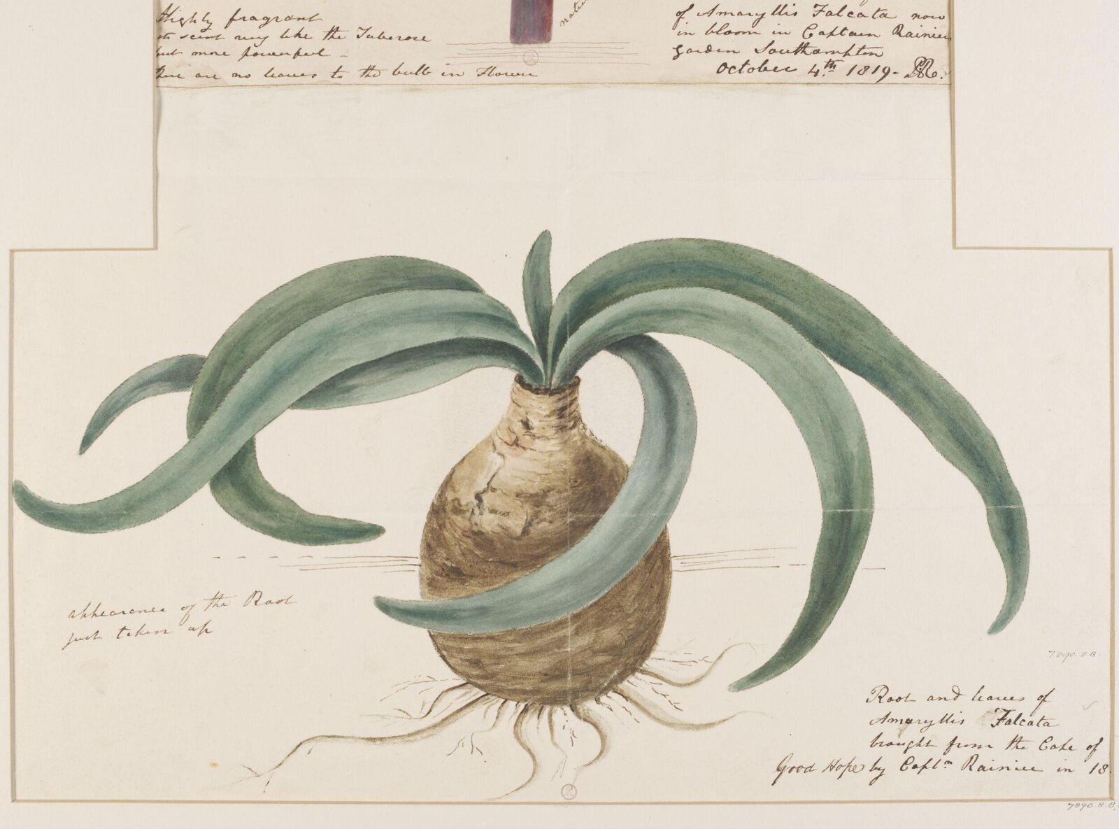 Drawing, 1819