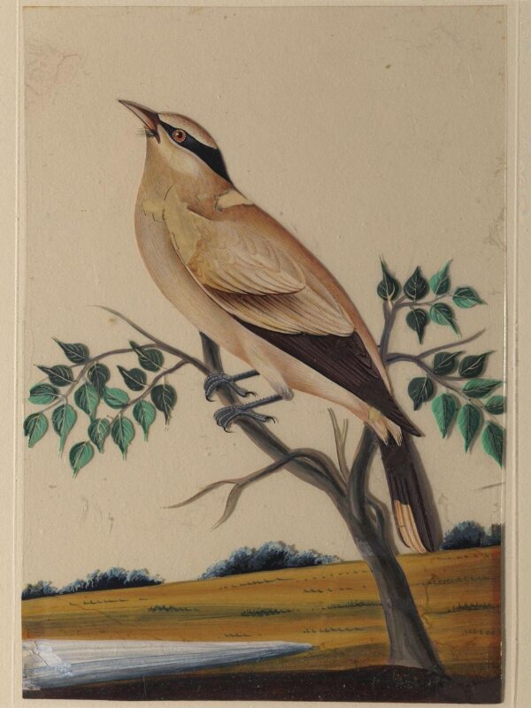 One of nine drawings of birds.