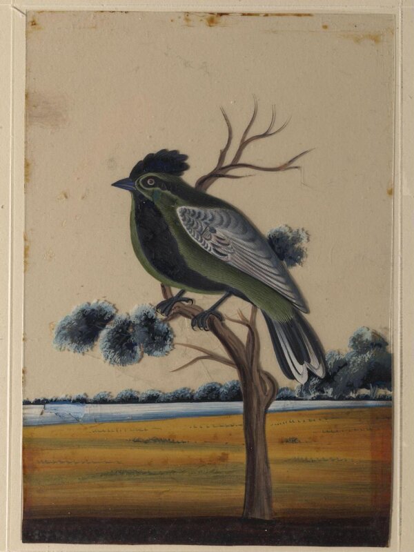 One of nine drawings of birds.